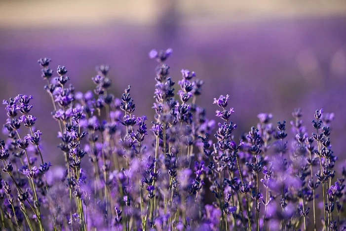 Lila Lavendelblüten im Feld
